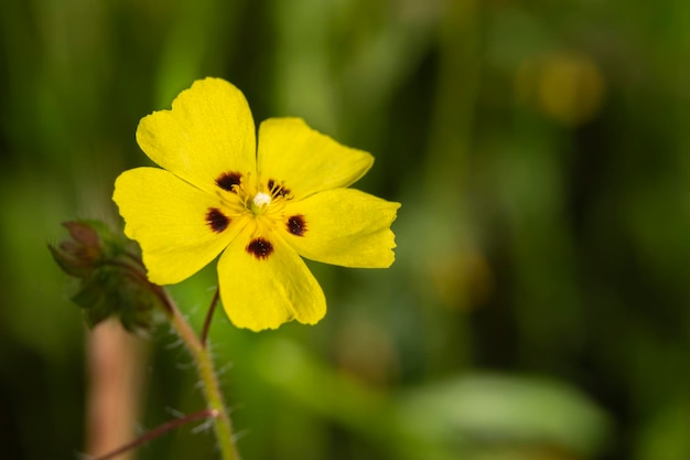 Tuberaria guttata jasnożółty dziki kwiat