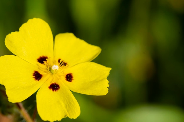 Tuberaria guttata jasnożółty dziki kwiat