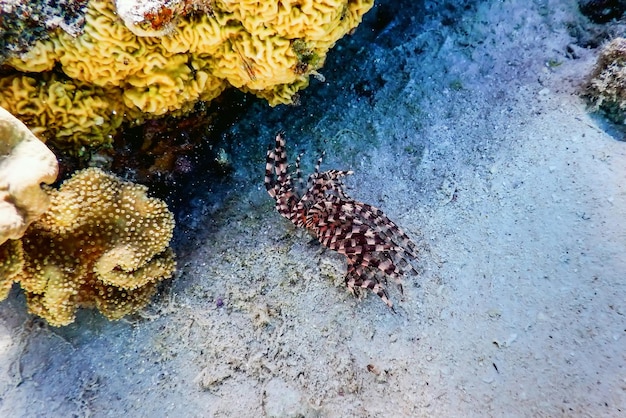 Zdjęcie tubeworm pod wodą (sabella spallanzanii) podwodne życie morskie