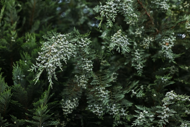 Zdjęcie tuja oddziałów zbliżenie w ogrodzie botanicznym