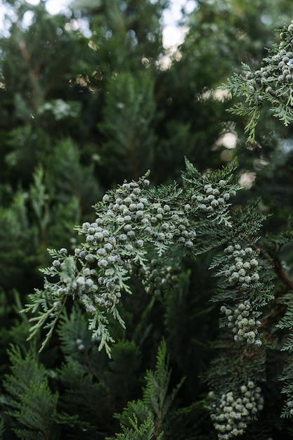 Zdjęcie tuja oddziałów zbliżenie w ogrodzie botanicznym