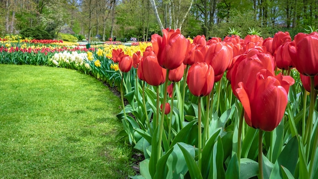 Tulip Flowers Garden