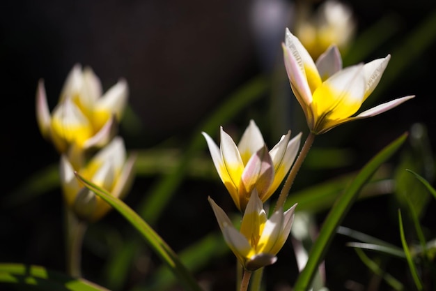 Tulip Turkestanica z białymi płatkami i żółtym środkiem z zielonym tłem