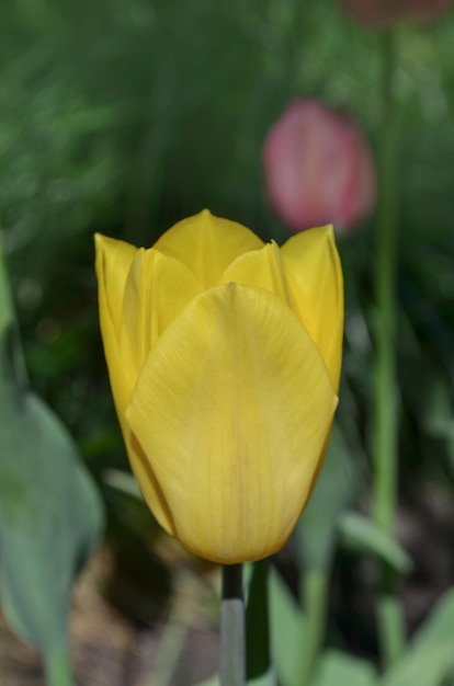 Tulip Yellow Golden Parade Piękne żółte tulipany Piękne tulipany w polu tulipanów