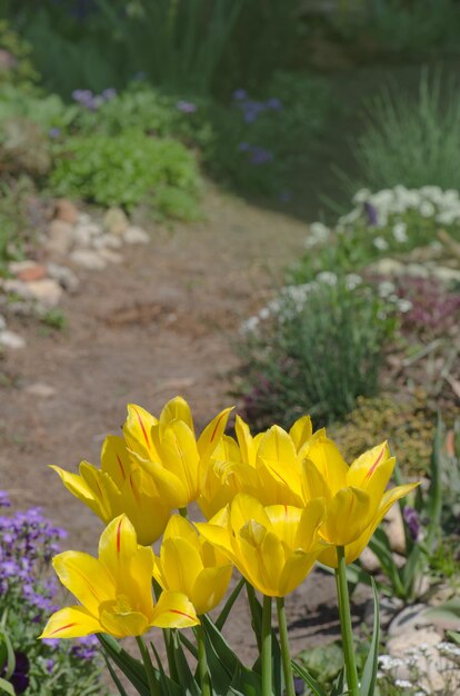 Tulip Yellow Piękno parady Piękne żółte tulipany Piękne tulipany na polu tulipanów Dużo tulipanów na farmie tulipanów