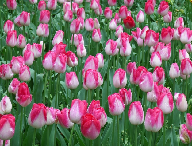 Tulipan dziedzinie wiosną prysznic Bukiet kwitnących żywych różowe i białe dwukolorowe Tulipan kwiatów z kroplami deszczu