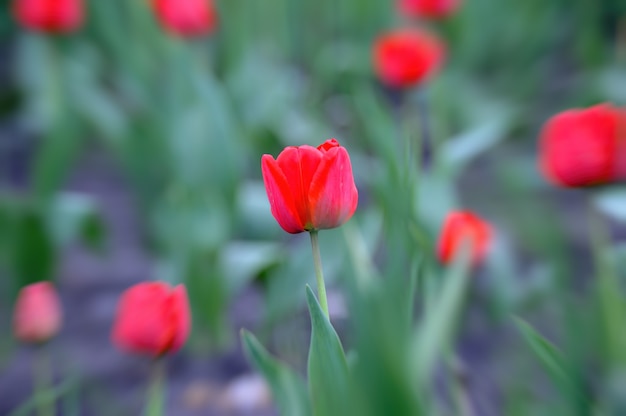 Tulipan. Kwiat tulipana w ogrodzie. Tle przyrody.