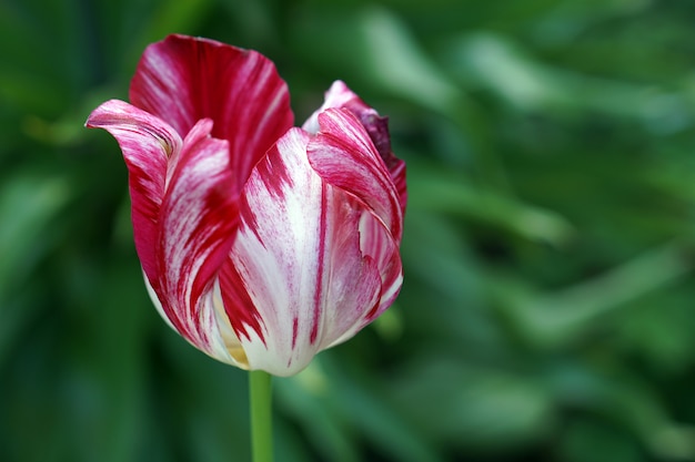 Tulipan kwitnące kwiaty brunch w ogrodzie