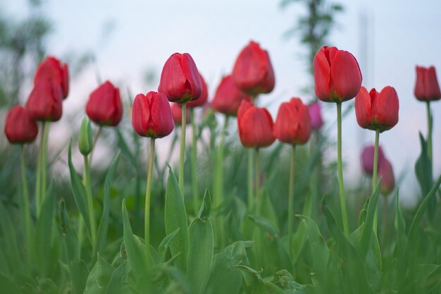 Tulipan kwitnące wiosną czerwony wiosna