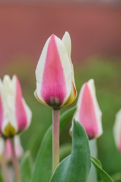 Tulipan od głębokiego różu do delikatnego różu i bieli Tulipan z nakrapianymi liśćmi