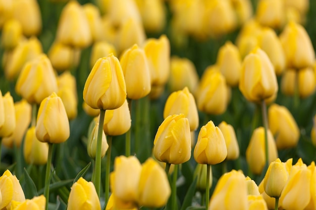 Tulipan Piękne tulipany kwiaty w wiosennym ogrodzie tętniącym życiem kwiatowym tle