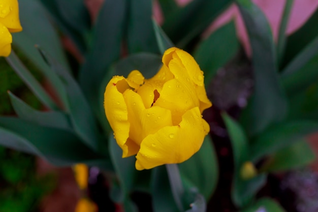 Tulipan. Piękny bukiet tulipanów. kolorowe tulipany. tulipany