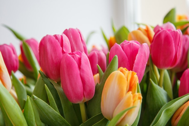 Tulipan. Piękny bukiet tulipanów. kolorowe tulipany.