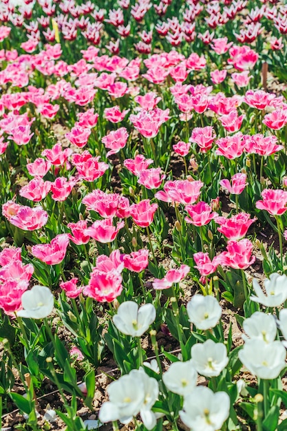 Tulipan, Piękny bukiet tulipanów, kolorowe tulipany,