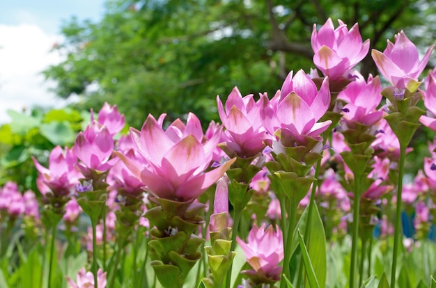 Tulipan Siam