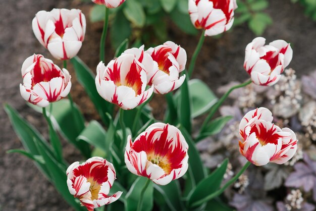 Tulipan szczęśliwe pokolenie wiosną w ogrodzie