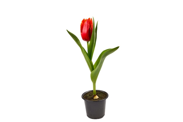 Tulipan w doniczce na białym tle.