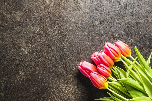 Tulipan wiosenny kwiat Czerwone tulipany