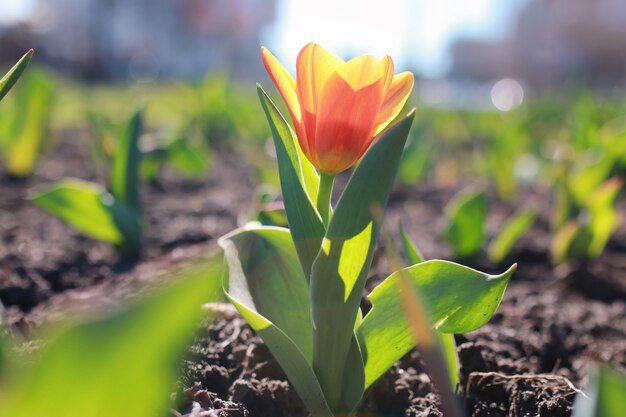 Tulipan wiosenny kwiat na ziemi