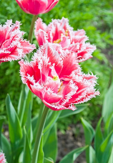 Tulipan z frędzlami Queensland Różowy tulipan z frędzlami z białymi postrzępionymi krawędziami