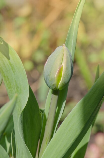 Tulipan zielony pąk z zielonymi liśćmi rosnącymi w ogrodzie Tulipan pączek na zielonym tle