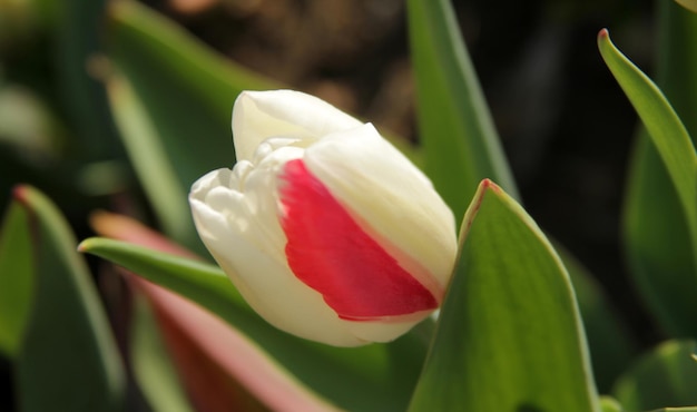 tulipan