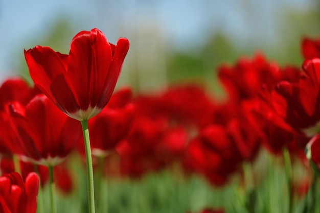 Tulipanowe kwiaty rośliny w mieście rabaty kwiatowe letni nastrój jasne kolory zbliżenie