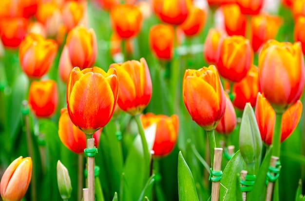 Tulipanowi Kwiaty Z Zamazanym Deseniowym Tłem