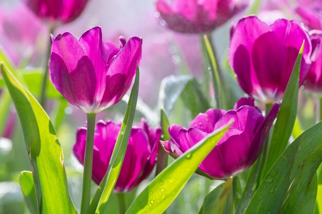 Tulipanowy kwiat z zielonym liścia tłem przy zimy lub wiosny dniem.