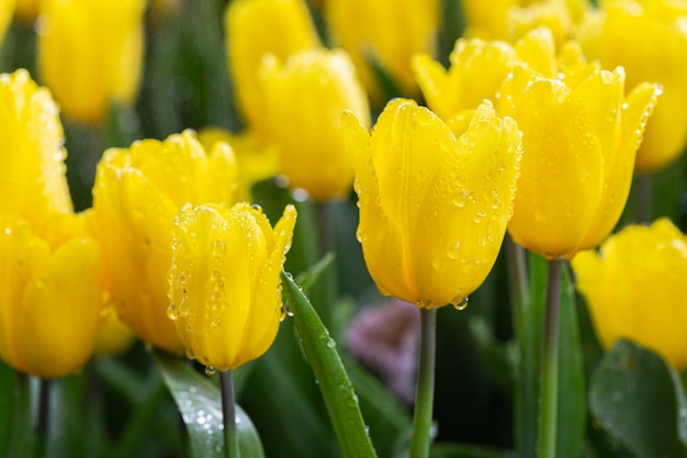 Tulipanowy kwiat z zielonym liściem