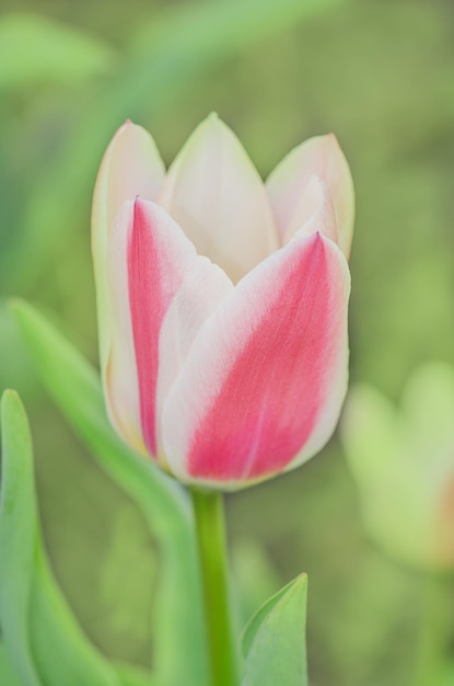 Tulipany Cesarskie lub Fosteriana Liście są pasiaste lub cętkowane Kwiat tulipana w ogrodzie w słoneczny wiosenny dzień