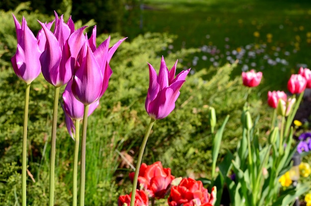 Tulipany i inne wiosenne kwiaty w ogrodzie