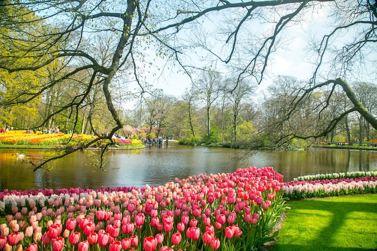 Zdjęcie tulipany kwitną gospodarstwo keukenhof. sezon wiosenny w amsterdamie w holandii.