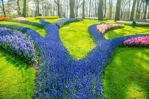 Tulipany Kwitną Gospodarstwo Keukenhof. Sezon Wiosenny W Amsterdamie W Holandii.