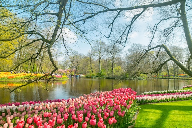 Tulipany Kwitną Gospodarstwo Keukenhof. Sezon Wiosenny W Amsterdamie W Holandii.