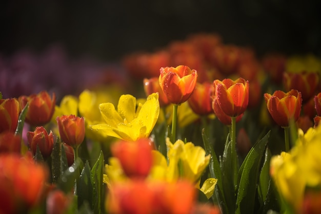 Tulipany kwitną w ogrodzie