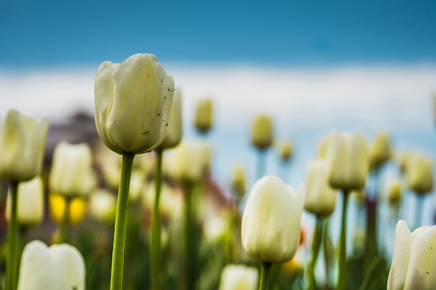 Tulipany kwitnące w kwietnik