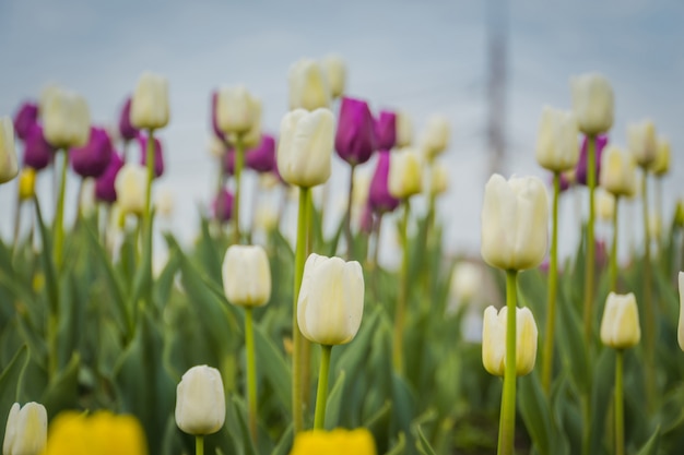 Tulipany Kwitnące W Kwietnik