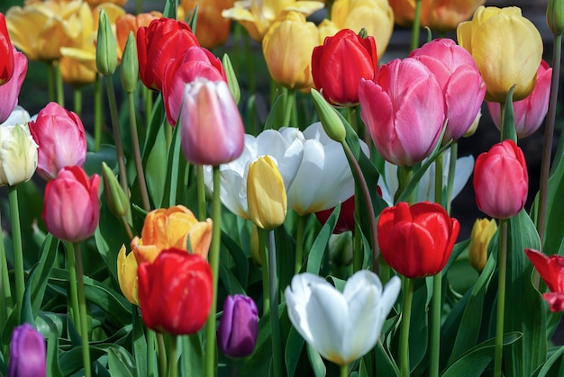 Tulipany Kwitnące W Ogrodzie Wiosną