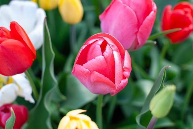 Tulipany kwitnące w ogrodzie