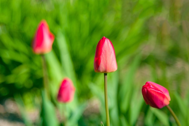 Tulipany kwitnące w parku w słoneczny dzień