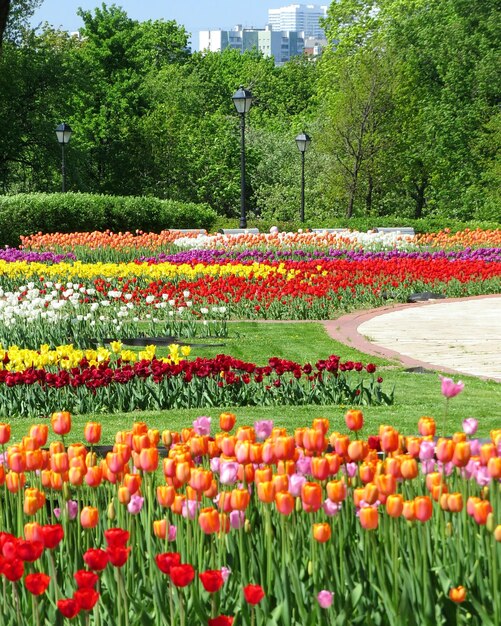 Zdjęcie tulipany kwitnące w parku