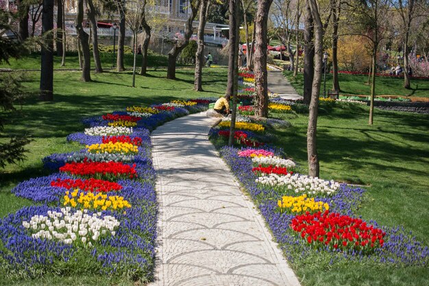 Tulipany Kwitnące Wiosną