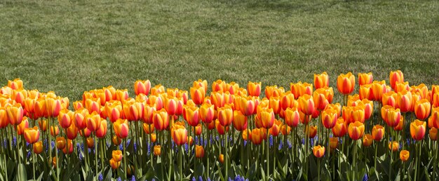 Tulipany kwitnące wiosną