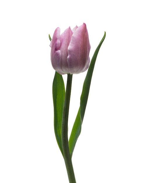 Tulipany na białym tle