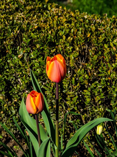 Tulipany na kwietniku w miejskim parku