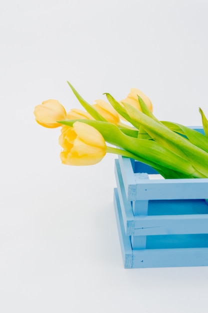 tulipany niebieskie drewniane pudełko na białym tle.