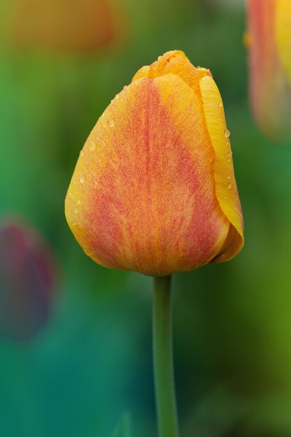 Tulipany pomarańczowe rośliny w ogrodzie Pomarańczowe tulipany kwitnące w Kairze