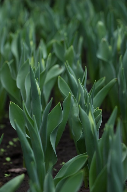 Tulipany rosnące wiosną w pięknym ogrodzie