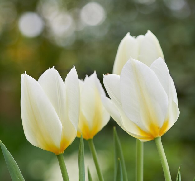 Tulipany w moim ogrodzie Piękne tulipany w moim ogrodzie wczesną wiosną